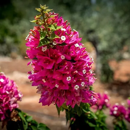 芬卡索瑞萨住宿加早餐旅馆 阿尔豪林格朗德